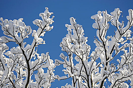 初雪,树上,枝条,泰恩河畔纽卡斯尔,英格兰