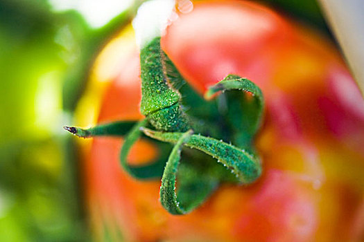 西红柿,藤蔓,特写