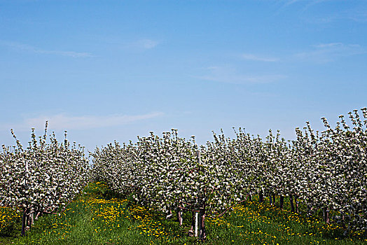 苹果园,春天,盛开,魁北克,加拿大