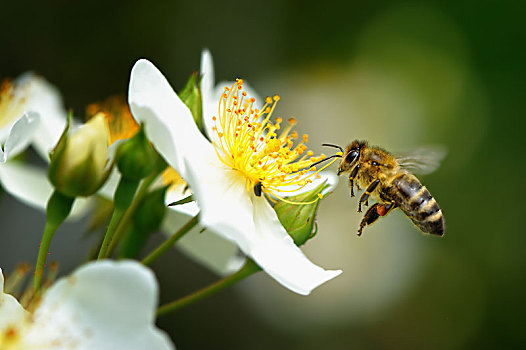 蜜蜂,意大利蜂,白色背景,花,德国,欧洲