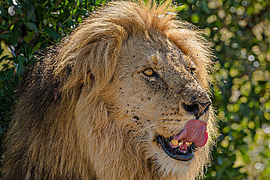 非洲肯尼亚马赛马拉国家公园狮子
