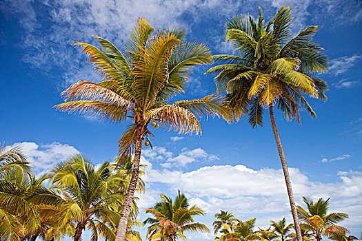 棕榈树,蓝天,圣胡安,波多黎各