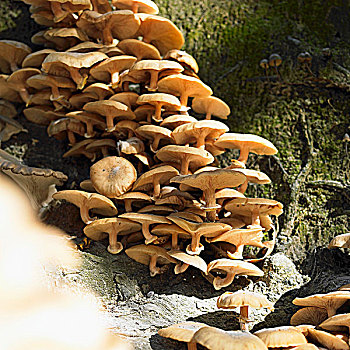 蘑菇,树干