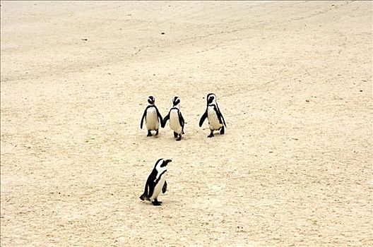 非洲企鹅,黑脚企鹅,漂石,海滩,西海角,省,南非