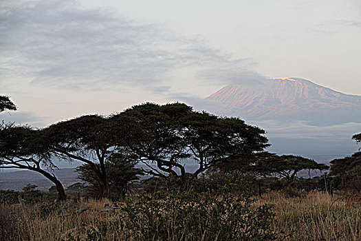 肯尼亚安博塞利眺望乞力马扎罗雪山