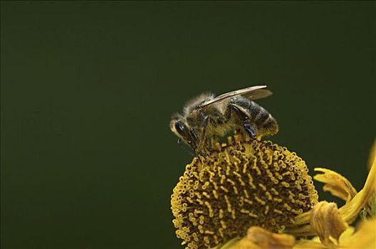 蜜蜂,意大利蜂