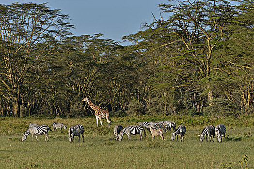 罗特希尔德长颈鹿,长颈鹿,斑马,马,纳库鲁湖国家公园,靠近,纳库鲁,裂谷省,肯尼亚,非洲
