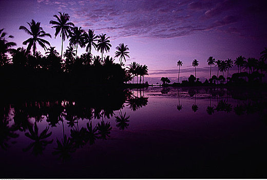 剪影,棕榈树,反射,水上,黄昏,巴厘岛,印度尼西亚