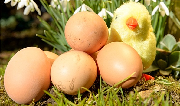 鸡,复活节彩蛋