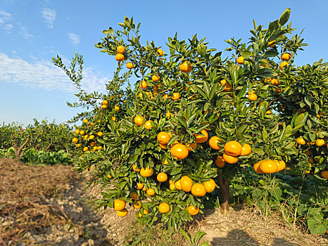 橘子园,柑橘,果园