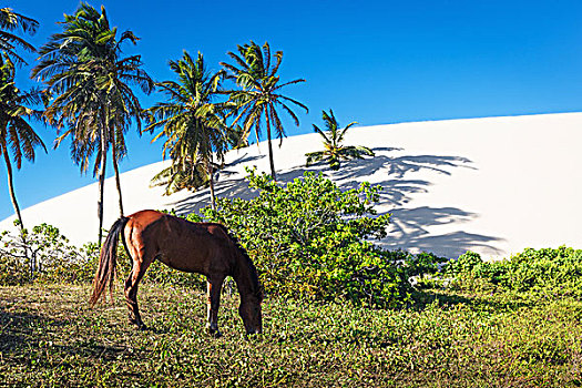 马,放牧,棕榈树,杰里考考拉,国家公园,巴西,南美