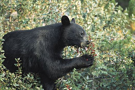 黑熊,美洲黑熊,吃,浆果,落基山脉,北美