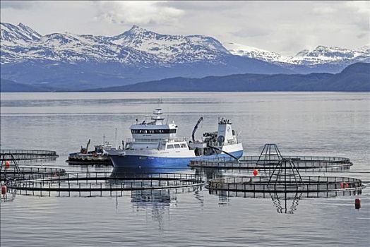 渔船,三文鱼,农场,罗弗敦群岛,挪威,斯堪的纳维亚,欧洲
