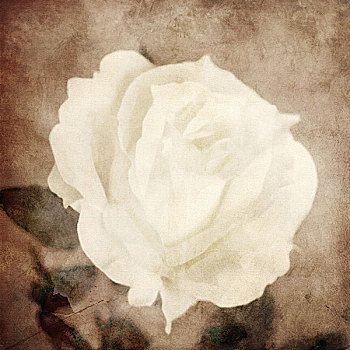 艺术,花,旧式,深褐色,背景,一个,白色蔷薇