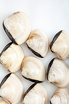 白贝海鲜贝壳海产品