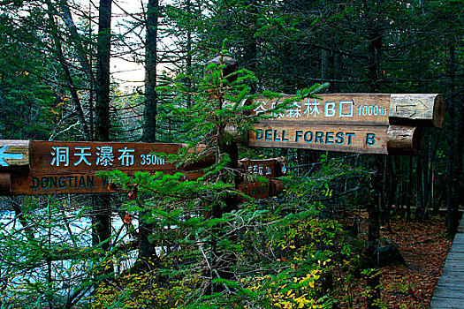 长白山原始森林