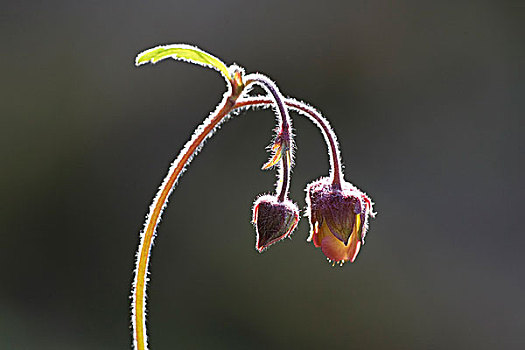 水,逆光,花,苏格兰,英国,欧洲