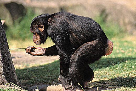 黑猩猩,类人猿,细枝
