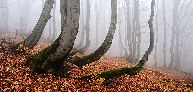 神秘,树林,雾,繁茂,空,山毛榉,弯曲,树干,秋天,矿,山,捷克共和国,欧洲