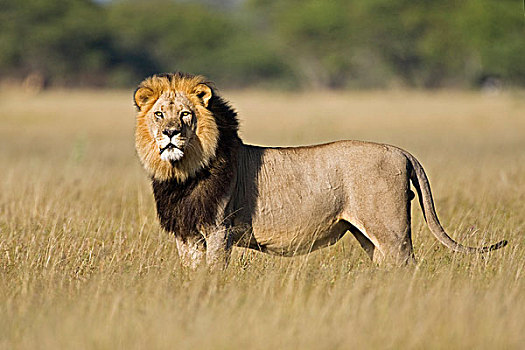 狮子,雄性,博茨瓦纳,非洲