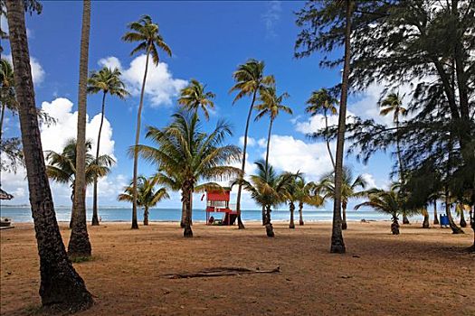 救生屋,棕榈树,遮盖,热带沙滩,卢基利奥,波多黎各