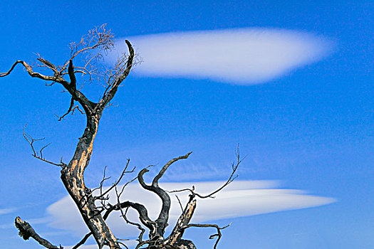 死,树,蓝天,托雷德裴恩国家公园,巴塔哥尼亚,智利