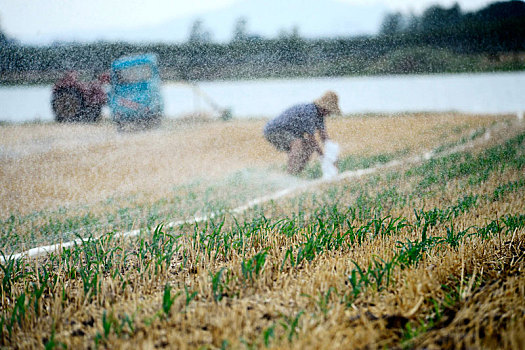 农民浇灌玉米苗