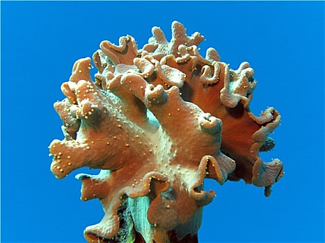 珊瑚礁,软珊瑚,隔绝,蓝色背景,水,背景