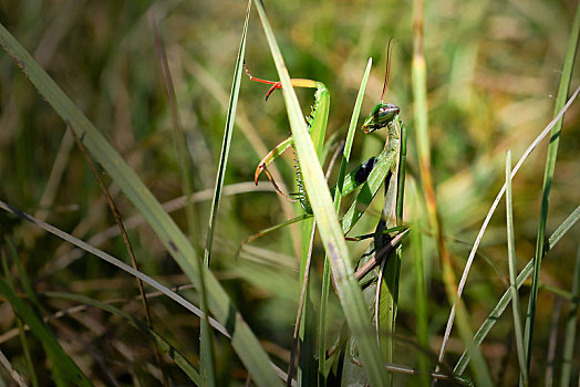 合掌螳螂,保护色,草