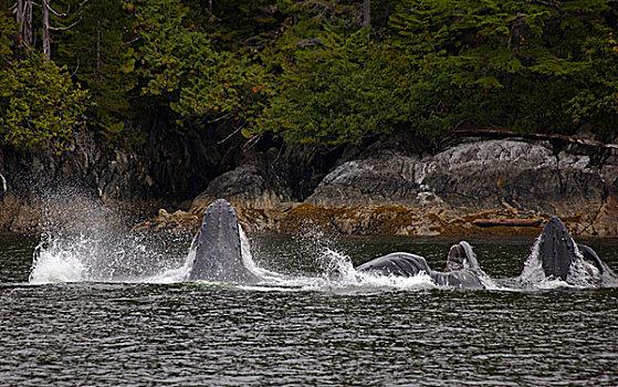 驼背鲸,大翅鲸属,鲸鱼,群,进食,加拿大