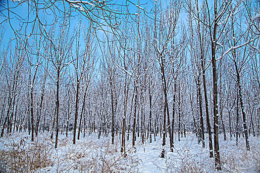 中国冬季白色的雪覆盖着的树林