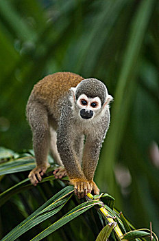 南美,松鼠猴,枝头,亚马逊河,厄瓜多尔