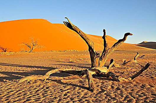 枯木,正面,靠近,索苏维来地区,纳米布沙漠,公园,纳米比亚,非洲