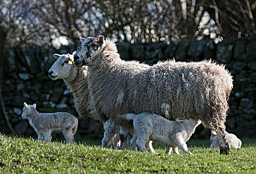 绵羊,护理,羊羔,草地,邓弗里斯,苏格兰
