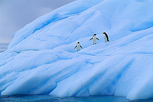 南极,靠近,布朗布拉夫,阿德利企鹅,冰山