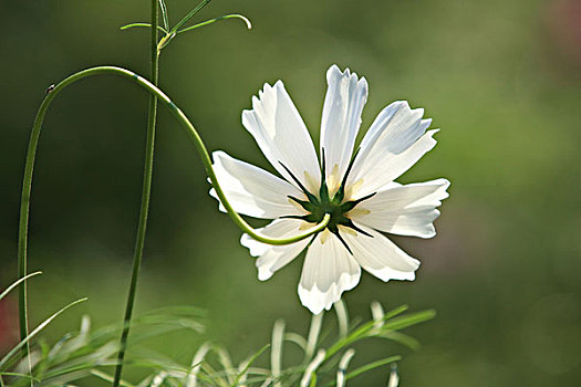 白蝶波斯菊,波斯菊