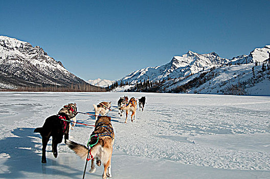 雪撬,狗,向上,北方,河,保存,物权