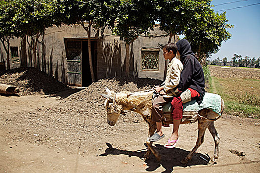 孩子,驴,乡村,地区,埃及,六月,2007年