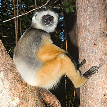 马达加斯加狐猴,树,濒危,2008年,自然,自然保护区,马达加斯加,非洲