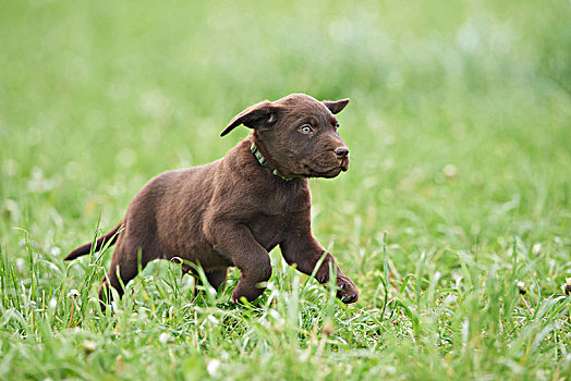 拉布拉多犬,巧克力,褐色,小狗,草地,正面,跑