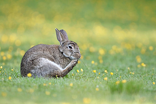 野生,兔子,兔豚鼠属,打理,草地,斯凯岛,苏格兰
