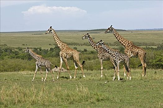 肯尼亚,纳罗克地区,马赛马拉,牧群,长颈鹿,马赛马拉国家保护区