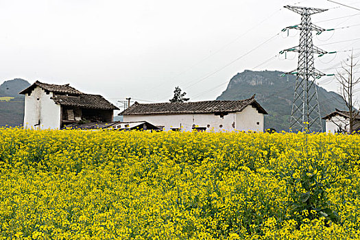 云南罗平县,乡村公路旁,油菜地,高压电柱,徐学哲摄影,尼康,年,月