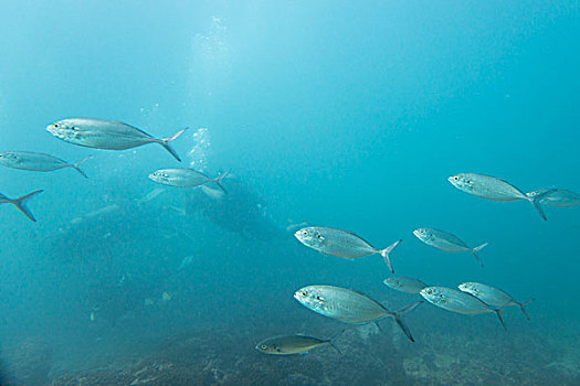 水下视角,鱼群,潜水,伊斯塔帕,墨西哥