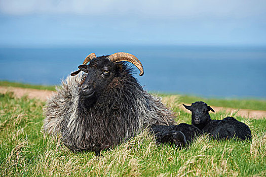 特写,绵羊,春天,赫尔戈兰岛,小岛,北德