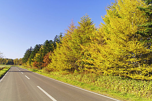 彩色,落叶松属植物,木头,笔直,道路