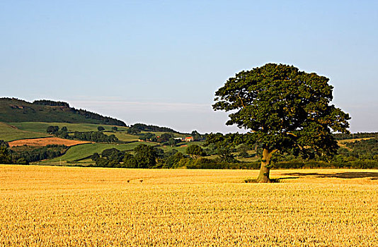 树,金色,谷物,北约克郡,英格兰