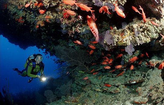 潜水者,珊瑚礁,阿里环礁,印度洋