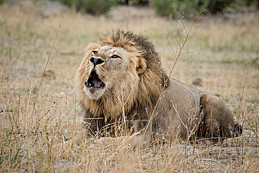 狮子,雄性,卧,干草,萨维提,乔贝国家公园,乔贝,地区,博茨瓦纳,非洲