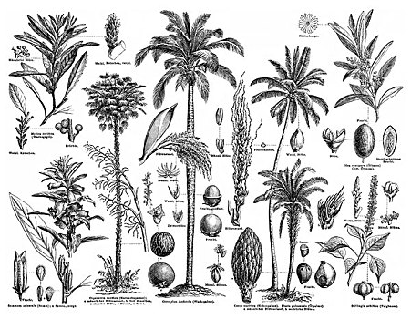 历史,俯视,多样,棕榈树,家庭,棕榈科,棕榈,植物,产生,油,19世纪